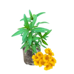 Tarragon Plants Live - 2 Pack Herb Plant Starter - 4-8'' Tall - Indoor & Outdoor