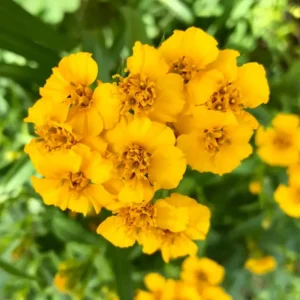 Tarragon Plants Live - 2 Pack Herb Plant Starter - 4-8'' Tall - Indoor & Outdoor