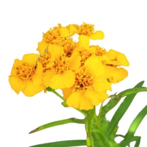 Tarragon Plants Live - 2 Pack Herb Plant Starter - 4-8'' Tall - Indoor & Outdoor