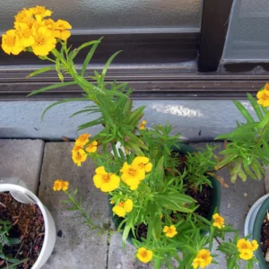 Tarragon Plants Live - 2 Pack Herb Plant Starter - 4-8'' Tall - Indoor & Outdoor