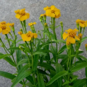 Tarragon Plants Live - 2 Pack Herb Plant Starter - 4-8'' Tall - Indoor & Outdoor