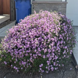 Trailing Lantana Plants 2-Pack Light Purple Live Flowers 4-8 Inches Ready to Grow