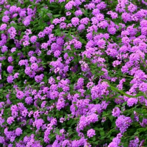 Trailing Lantana Plants 2-Pack Light Purple Live Flowers 4-8 Inches Ready to Grow