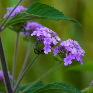 Trailing Lantana Plants 2-Pack Light Purple Live Flowers 4-8 Inches Ready to Grow