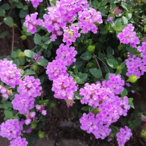 Trailing Lantana Plants 2-Pack Light Purple Live Flowers 4-8 Inches Ready to Grow