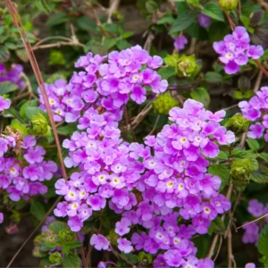 Trailing Lantana Plants 2-Pack Light Purple Live Flowers 4-8 Inches Ready to Grow