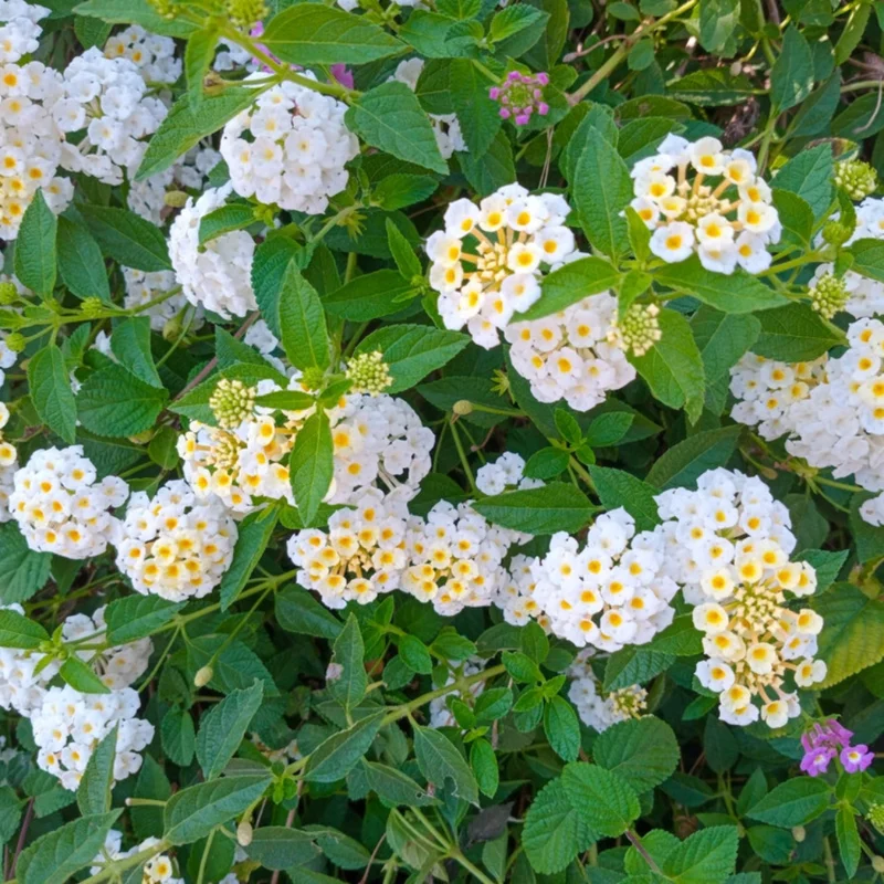 Trailing Lantana Plants - 2 White Live Flowers, Ready to Grow