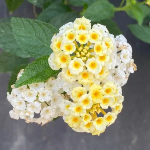 Trailing Lantana Plants - 2 White Live Flowers, Ready to Grow