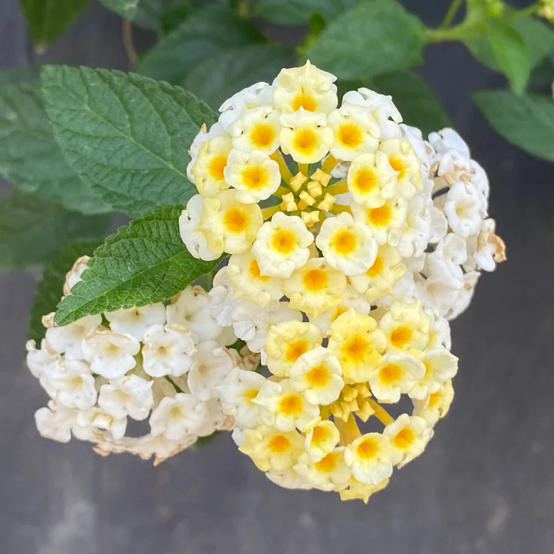 Trailing Lantana Plants - 2 White Live Flowers, Ready to Grow