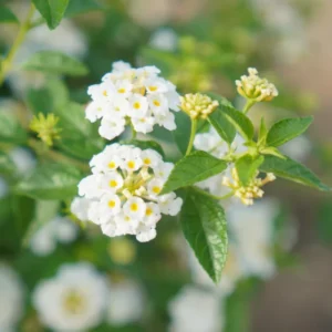 Trailing Lantana Plants - 2 White Live Flowers, Ready to Grow