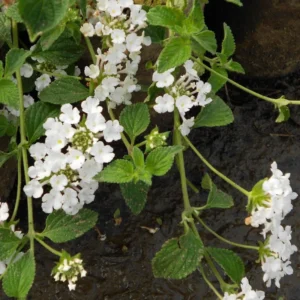 Trailing Lantana Plants - 2 White Live Flowers, Ready to Grow