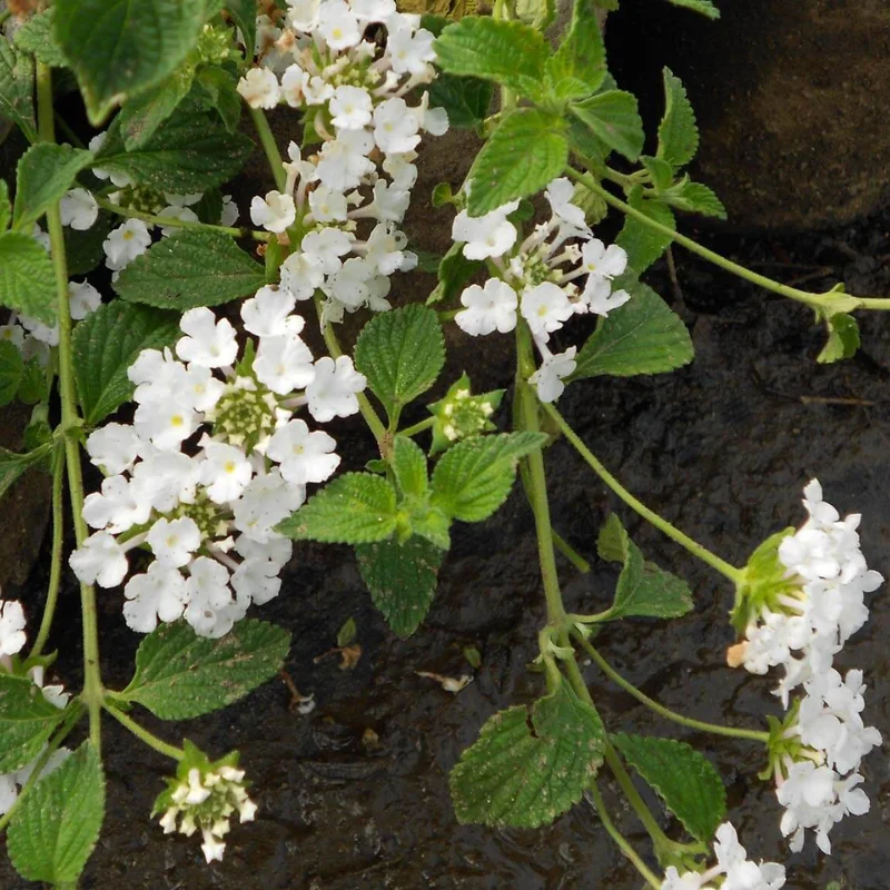 Trailing Lantana Plants - 2 White Live Flowers, Ready to Grow