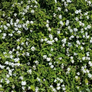 Trailing Lantana Plants - 2 White Live Flowers, Ready to Grow