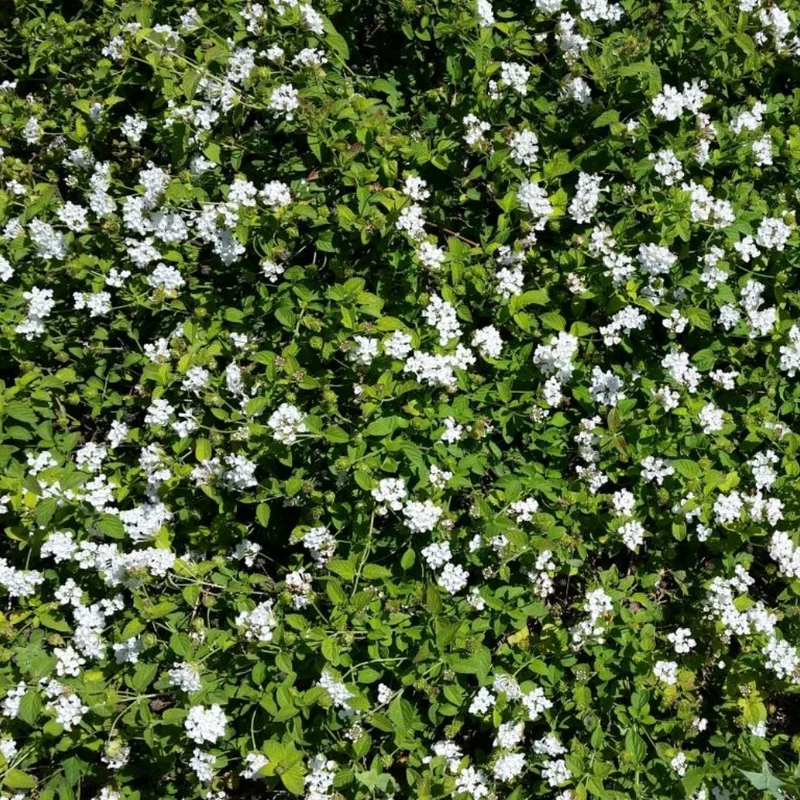 Trailing Lantana Plants - 2 White Live Flowers, Ready to Grow