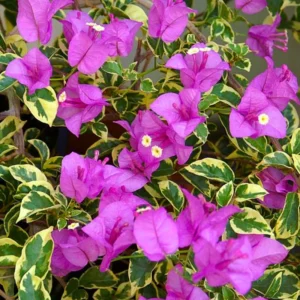 Variegated Purple Bougainvillea Plant Live - Flowering Vine 4-8'' Tall