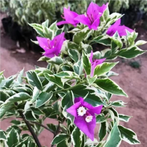 Variegated Purple Bougainvillea Plant Live - Flowering Vine 4-8'' Tall