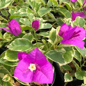 Variegated Purple Bougainvillea Plant Live - Flowering Vine 4-8'' Tall