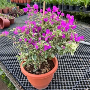 Variegated Purple Bougainvillea Plant Live - Flowering Vine 4-8'' Tall