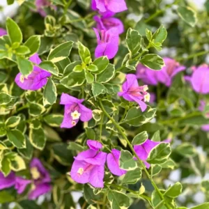 Variegated Purple Bougainvillea Plant Live - Flowering Vine 4-8'' Tall