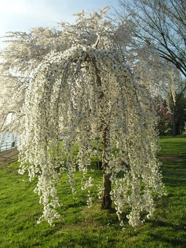 Weeping Cherry Blossom Tree 6-10'' Tall - White Flowering Garden Tree