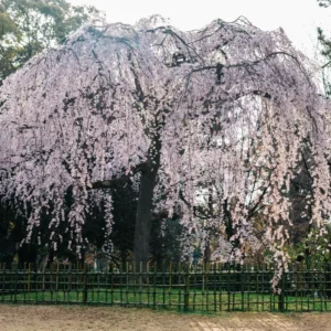Weeping Cherry Blossom Tree 6-10'' Tall - White Flowering Garden Tree