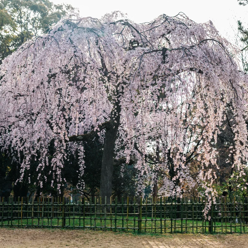 Weeping Cherry Blossom Tree 6-10'' Tall - White Flowering Garden Tree