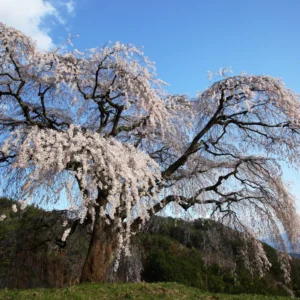Weeping Cherry Blossom Tree 6-10'' Tall - White Flowering Garden Tree