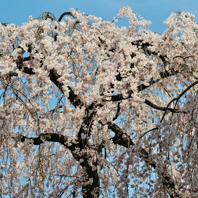 Weeping Cherry Blossom Tree 6-10'' Tall - White Flowering Garden Tree