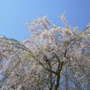 Weeping Cherry Blossom Tree 6-10'' Tall - White Flowering Garden Tree