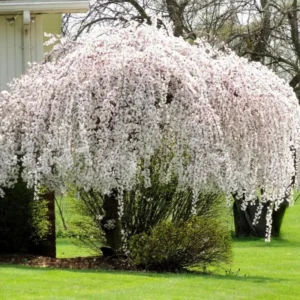 Weeping Cherry Tree Live Plant - 6-10'' Cherry Blossom Perennial Tree
