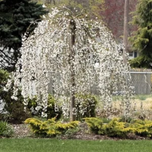 Weeping Cherry Tree Live Plant - 6-10'' Cherry Blossom Perennial Tree
