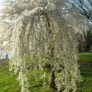 Weeping Cherry Tree Live Plant - 6-10'' Cherry Blossom Perennial Tree