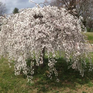 Weeping Cherry Tree Live Plant - 6-10'' Cherry Blossom Perennial Tree