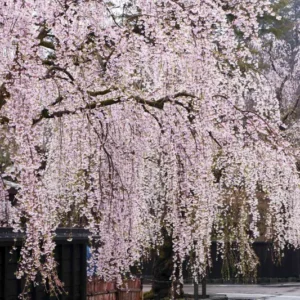 Weeping Cherry Tree Live Plant - 6-10'' Cherry Blossom Perennial Tree