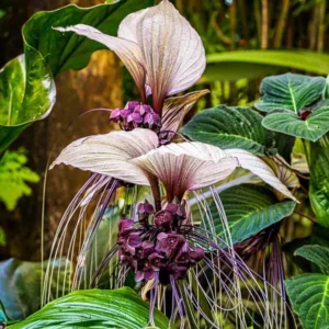 White Bat Orchid Plant Live - Tacca Chantrieri Flower Plant 5-9'' Tall