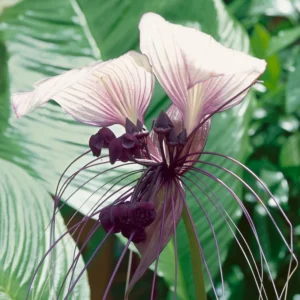 White Bat Orchid Plant Live - Tacca Chantrieri Flower Plant 5-9'' Tall