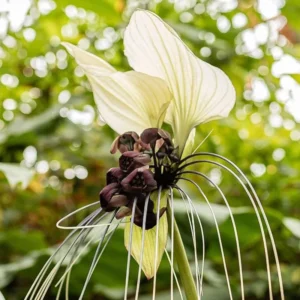 White Bat Orchid Plant Live - Tacca Chantrieri Flower Plant 5-9'' Tall