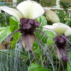 White Bat Orchid Plant Live - Tacca Chantrieri Flower Plant 5-9'' Tall