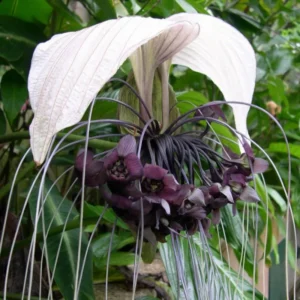 White Bat Orchid Plant Live - Tacca Chantrieri Flower Plant 5-9'' Tall