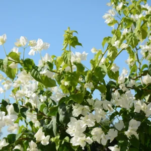 White Bougainvillea Live Plant 6-8 Inch Flower Vine - Outdoor Garden