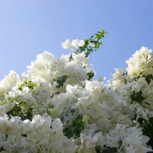 White Bougainvillea Live Plant 6-8 Inch Flower Vine - Outdoor Garden