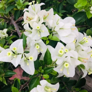 White Bougainvillea Live Plant 6-8 Inch Flower Vine - Outdoor Garden