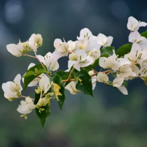White Bougainvillea Live Plant 6-8 Inch Flower Vine - Outdoor Garden