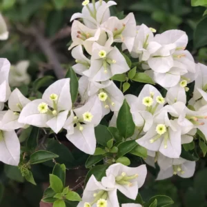 White Bougainvillea Live Plant 6-8 Inch Flower Vine - Outdoor Garden