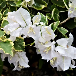 White Bougainvillea Plant Live - Flowering Vine 4-8'' Tall - Hanging Basket Ready