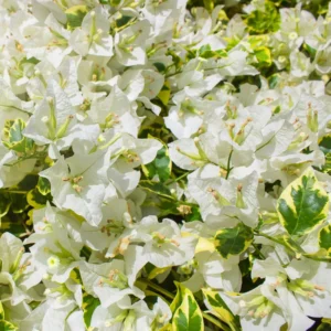 White Bougainvillea Plant Live - Flowering Vine 4-8'' Tall - Hanging Basket Ready