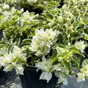 White Bougainvillea Plant Live - Flowering Vine 4-8'' Tall - Hanging Basket Ready