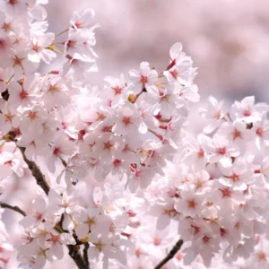 White Cherry Blossom Tree Live Plant - 6-10 Inch Perennial Cherry Flower Plant