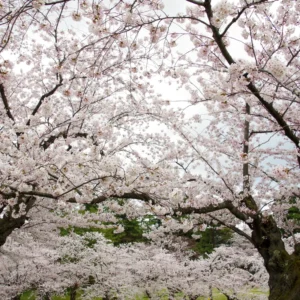 White Cherry Blossom Tree Live Plant - 6-10 Inch Perennial Cherry Flower Plant