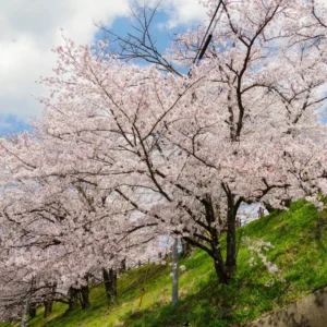 White Cherry Blossom Tree Live Plant - 6-10 Inch Perennial Cherry Flower Plant